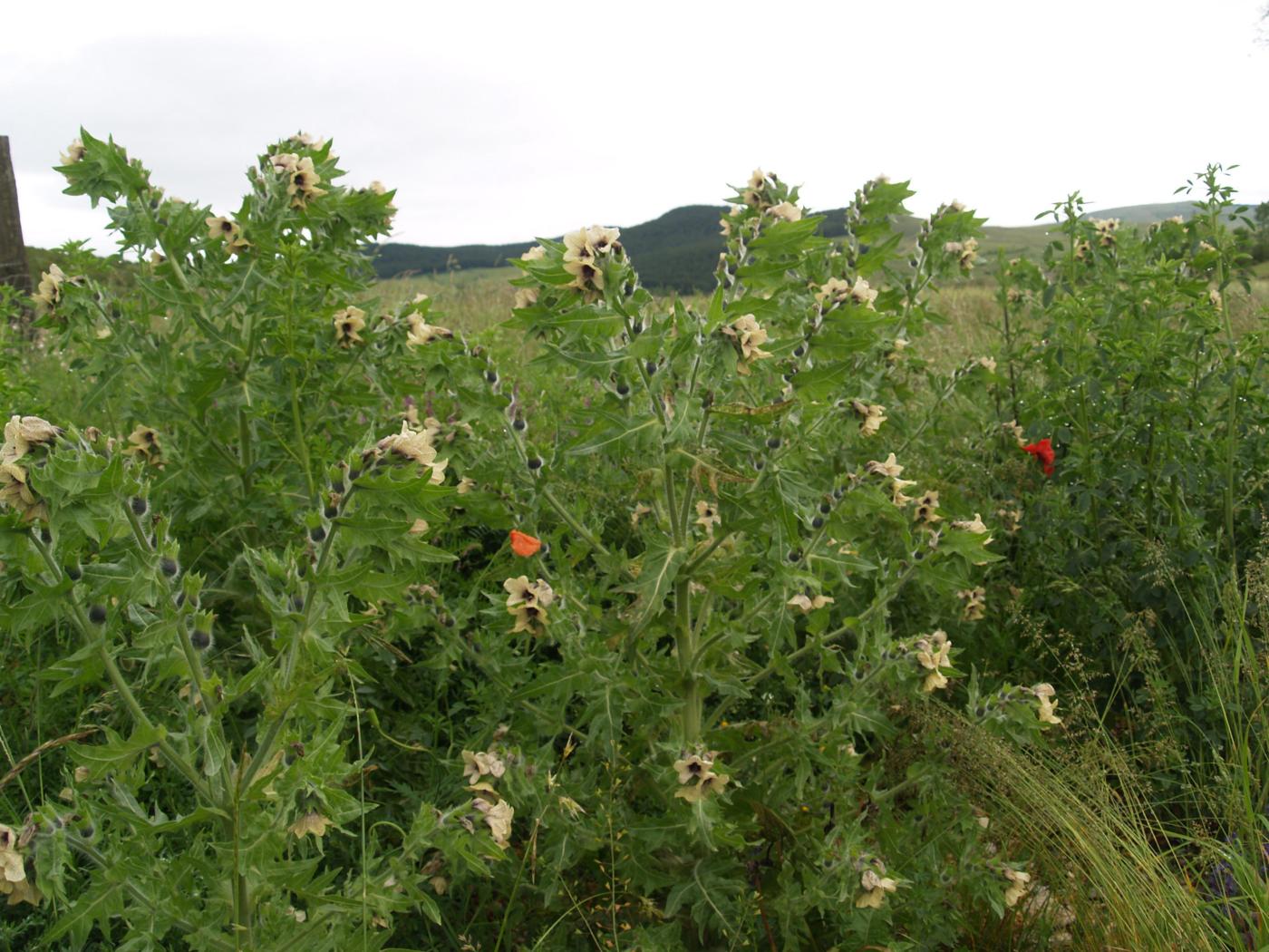 Henbane plant